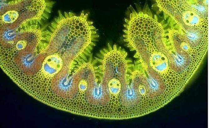 Mikroskopta görünen 12 harika ve sıradan şey