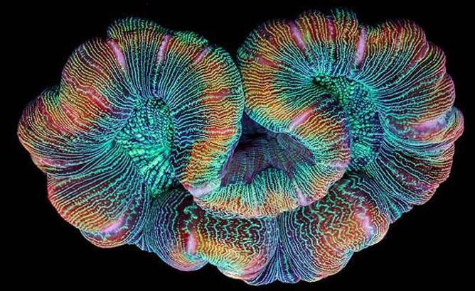 Mercanların büyülü dünyasından 8 olağanüstü fotoğraf