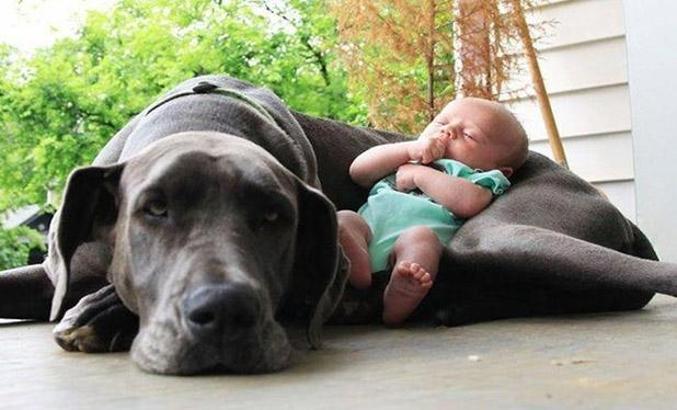 Köpek ve bebeklerin inanılmaz dostluğu