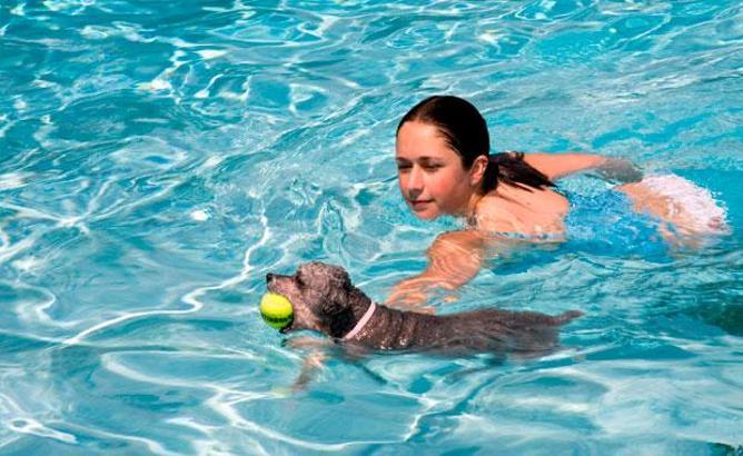 Köpeğinize yüzme öğretmenin en kolay yolları