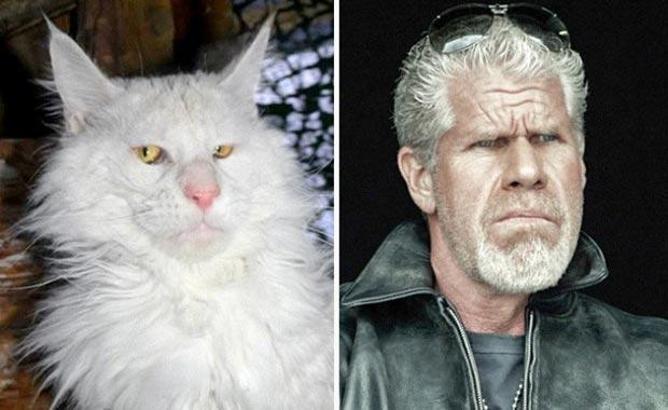 Kediler ile film karakterlerinin müthiş benzerliği...