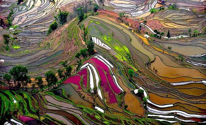 Kalkın gidiyoruz dedirten yerler: Tayland'daki pirinç tarlaları