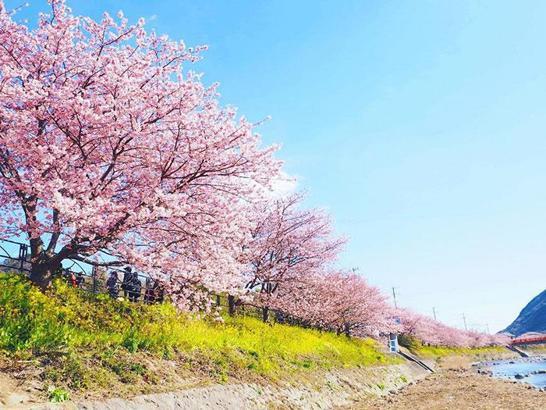 Japon kasabası Kawazu'da 'kiraz çiçeği' zamanı