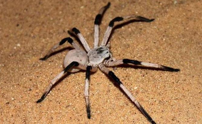 Dünyanın en büyük örümcekleri