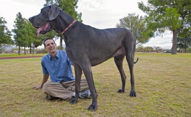Dünyanın En Büyük Evcil Hayvanları