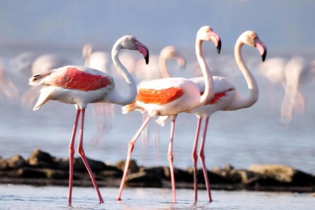 Bodrum'da kartpostallık flamingolar