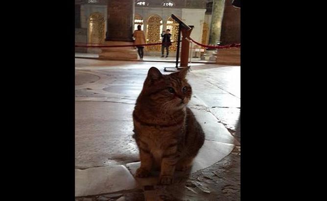 Ayasofya’nın Koruyucusu Şaşı Kedi Gli’nin Hayatından 20 Şirin Fotoğraf