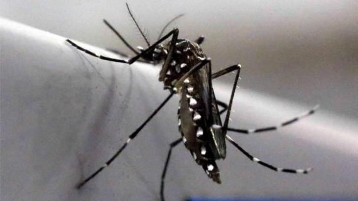 Hayvanlar aleminin en hain üyesi sivrisineklere askeri çözüm