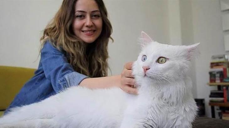 Sokaklarda yaşarken müthiş bir kariyere sahip olan kedi Sezar