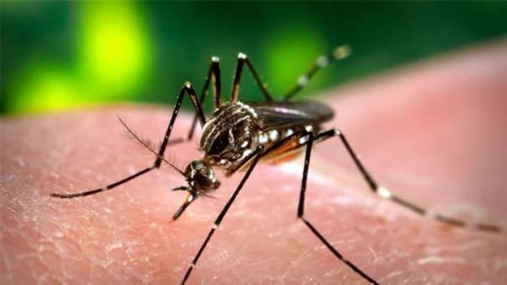 Sivrisinekler hep sizi mi ısırıyor? İşte sebepleri!