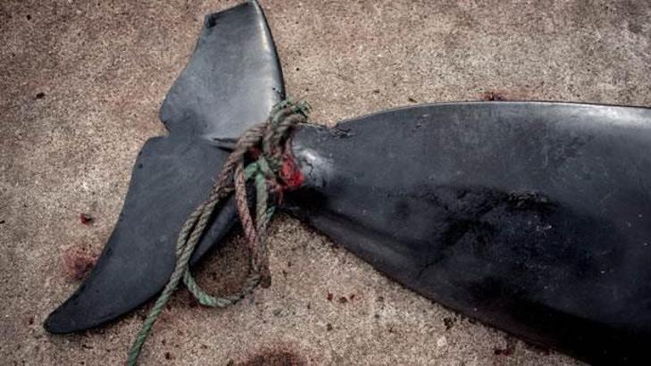 Japonya ticari balina avcılığını tekrar başlatmak istiyor