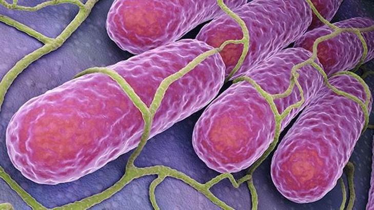 Salmonella salgını: Bir uygarlığı yok eden hastalık