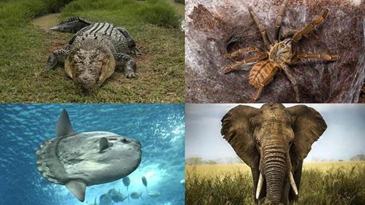 Dünyada yaşayan en büyük 12 canlı