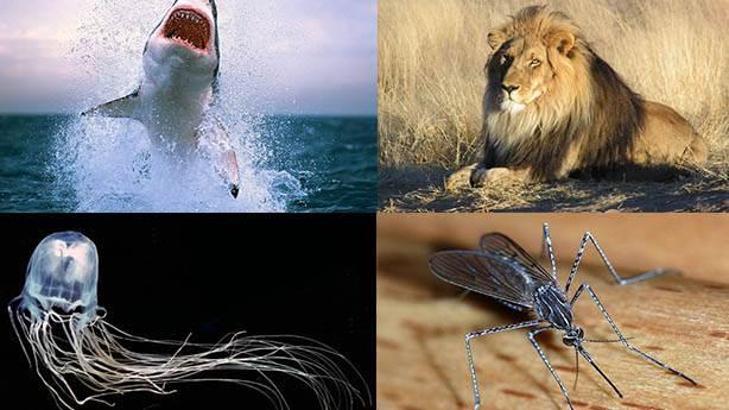 Dünyanın en tehlikeli 10 hayvanı