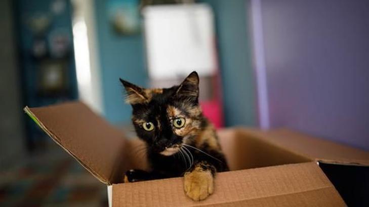 Kediler neden kutuya girmeyi sever?