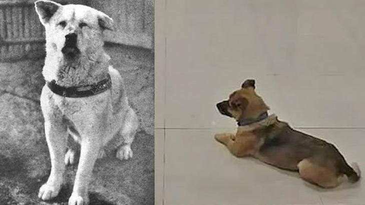 Çin'deki 'Şiao Bao' adlı köpeğin sadakati Hachiko'yu hatırlattı