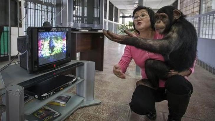 Şempanzeler video izleyerek bağ kurabiliyorsa doğru yoldayız demektir!