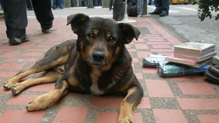 Vicdanınız nerede: Ankara'daki köpek zehirlenmesinden çıkarılacak 6 ders