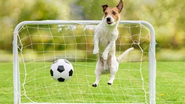 Köpeklerin futbola doğuştan yetenekli olduğunun 5 kanıtı