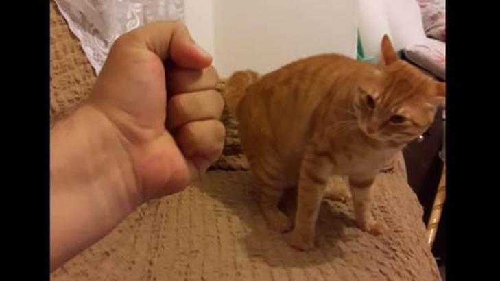 Sahibiyle kavga eden kedi videosunda kim haklı?