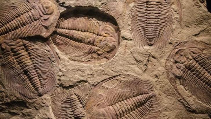 Bilimin açıklayamadığı 14 gizemli fosil