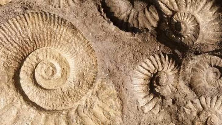 Bilimin açıklayamadığı fosiller
