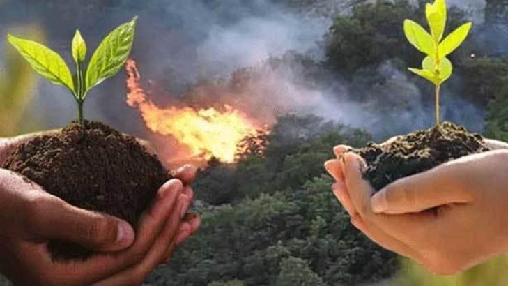 Orman yangını sonrası fidan dikmek neden doğru bir davranış değil?