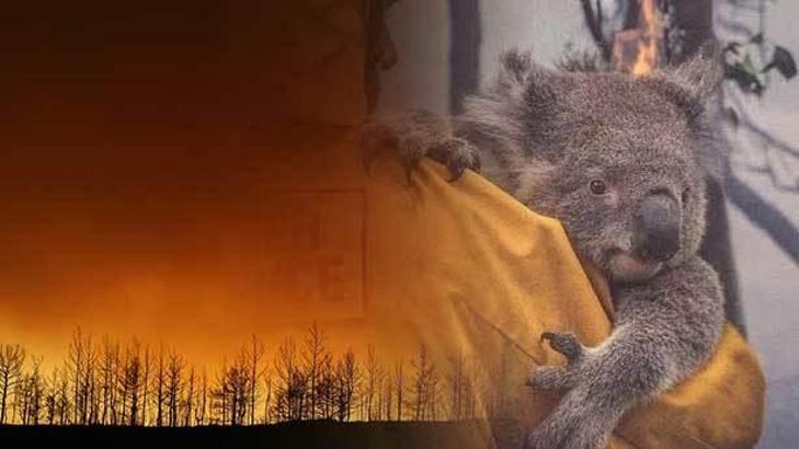 Orman yangını sırasında hayvanlar neler yaşıyor?