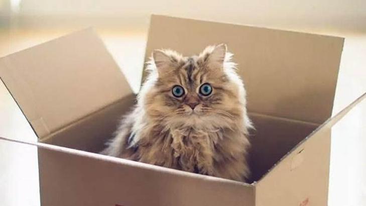 Kediler kutularda oturmayı neden çok seviyorlar?