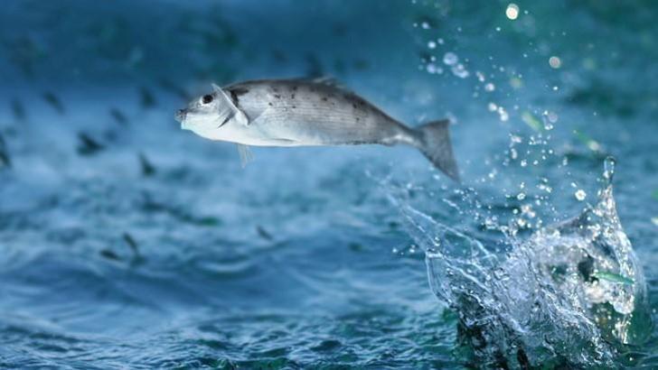 Rüyada Balık Görmek Ne Anlama Gelir? (Diyanet) Büyük Pişmiş Balık ya da