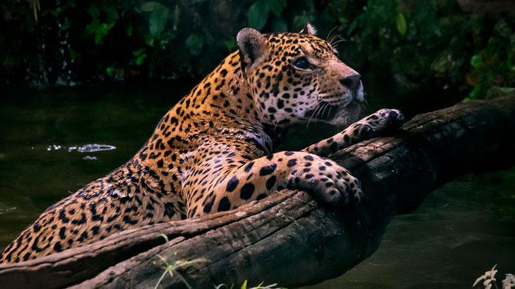 Rüyada Jaguar Görmek Ne Demek? Siyah Jaguar Hayvanı Görmek