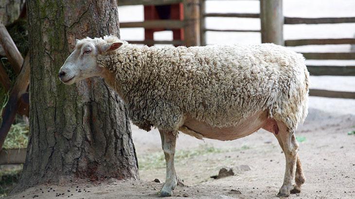 Rüyada Ağıl Görmek Ne Anlama Gelir?