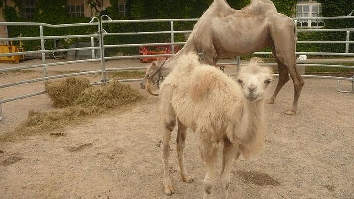 Rüyada Deve Yavrusu Görmek Ne Anlama Gelir?