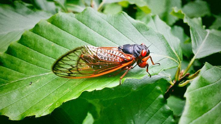 Rüyada Ağustos Böceği Görmek Ne Anlama Gelir?
