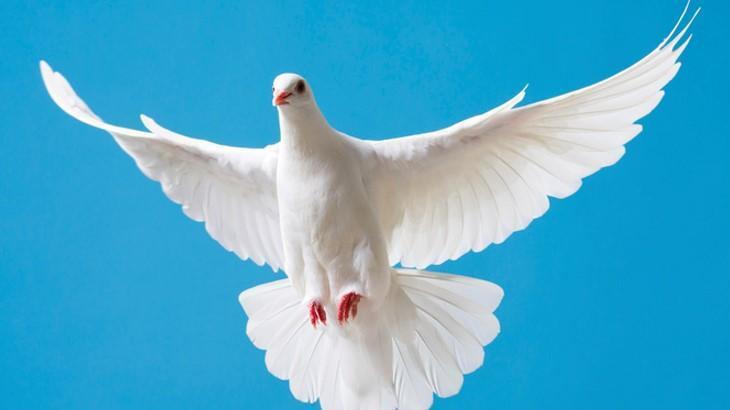 Rüyada Kuş Kanadı Görmek Ne Demek? Güvercin Kanadı Görmek