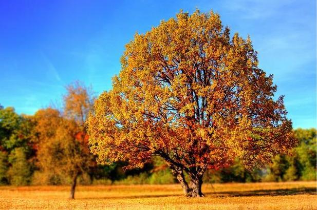 Rüyada Zerdali Ağacı Görmek Ne Demek? Zerdali Ağacı Diktiğini Görmek