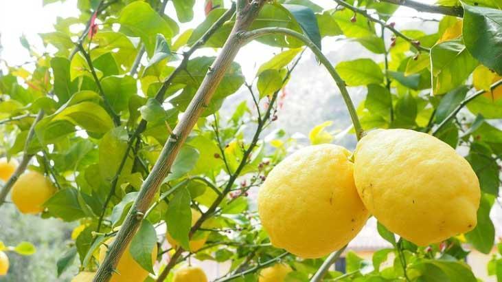 Rüyada Limon Ağacı Görmek Ne Anlama Gelir? Ne Demek, Neye Yorumlanır?