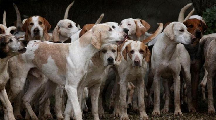 Rüyada Bir Sürü (Çok Fazla Sayıda) Köpek Görmek Ne Anlama Gelir? Ne Demek, Neye Yorumlanır?