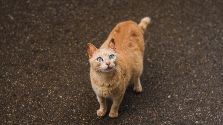 Rüyada Hamile Kedi Görmek Ne Anlama Gelir? Ne Demek, Neye Yorumlanır?