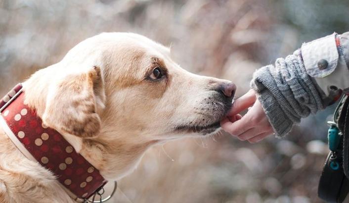 Rüyada Köpeğin Elini Isırması Ne Anlama Gelir? Ne Demek, Neye Yorumlanır?