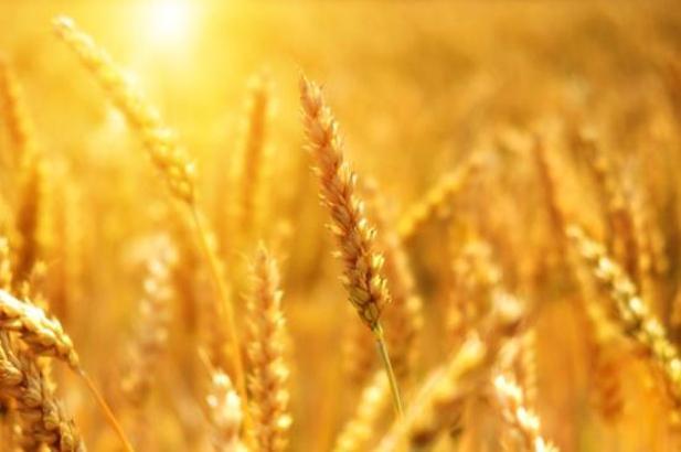 Rüyada Pişmiş Buğday Görmek Ne Anlama Gelir? Ne Demek, Neye Yorumlanır?