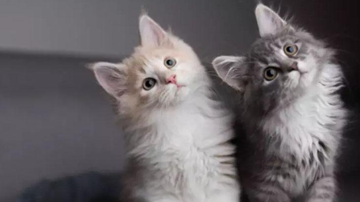 Rüyada Kedi Kavgası Görmek Ne Anlama Gelir? Ne Demek, Neye Yorumlanır?