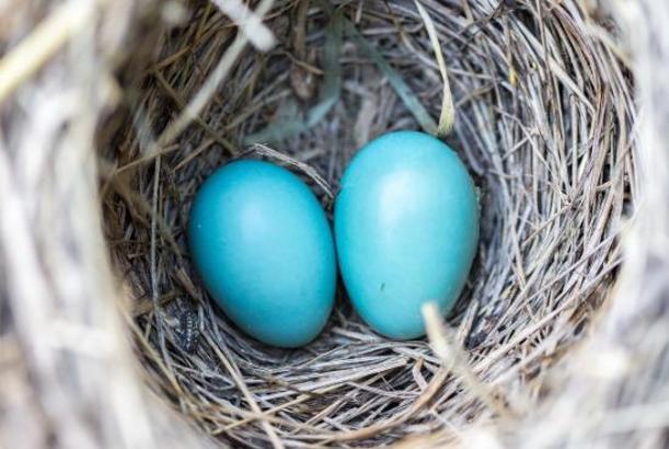 Rüyada Mavi Yumurta Görmek Ne Anlama Gelir? Ne Demek, Neye Yorumlanır?