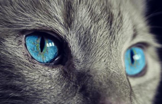 Rüyada Mavi Kedi Görmek Ne Anlama Gelir? Ne Demek, Neye Yorumlanır?