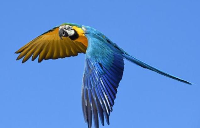 Rüyada Mavi Papağan Görmek Ne Anlama Gelir? Ne Demek, Neye Yorumlanır?