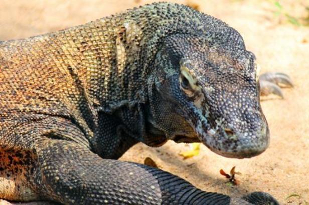 Rüyada Komodo Ejderi Görmek Ne Anlama Gelir? Ne Demek, Neye Yorumlanır?