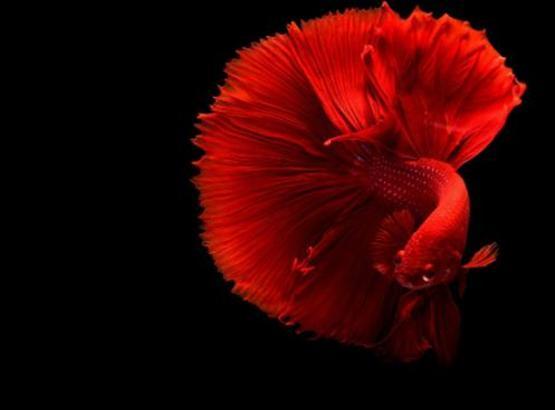 Rüyada Kırmızı Balık Görmek Ne Anlama Gelir? Ne Demek, Neye Yorumlanır?