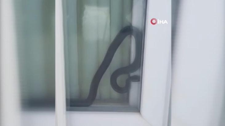 Pencerede dev yılanı görünce büyük korku yaşadılar