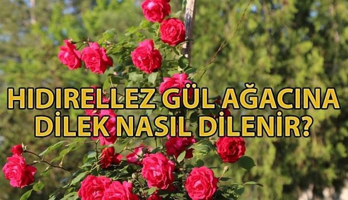 Hıdırellez gül ağacına dilek nasıl dilenir? Hıdırellez gül ağacına dilek dileme duası nedir, ne zaman ve nasıl okunur?