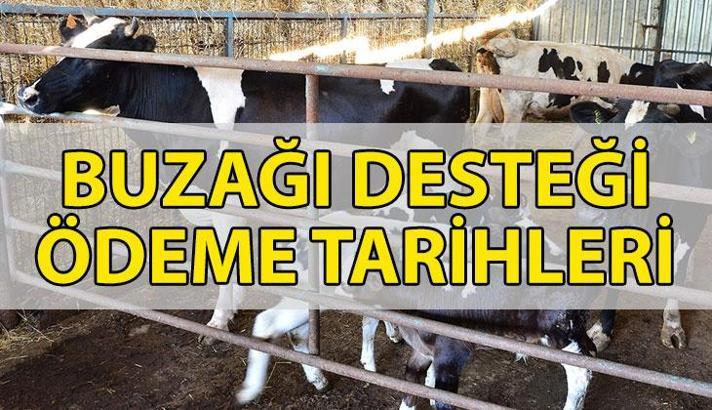 BUZAĞI DESTEĞİ yattı mı, ne zaman yatacak? 2025 yılı 1. dönem buzağı desteği sorgulama nasıl, nereden yapılır?